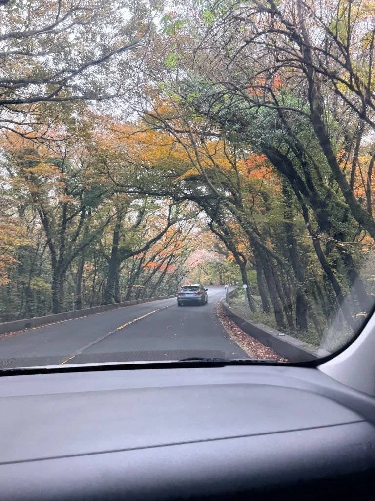 Scenic road covered with vibrant autumn foliage trees in South Korea