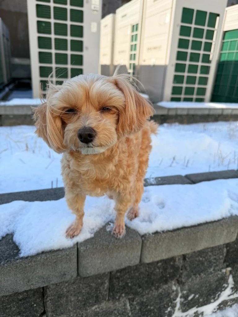 Fluffy pet standing on white snow showing cold winter outdoor conditions in Korea