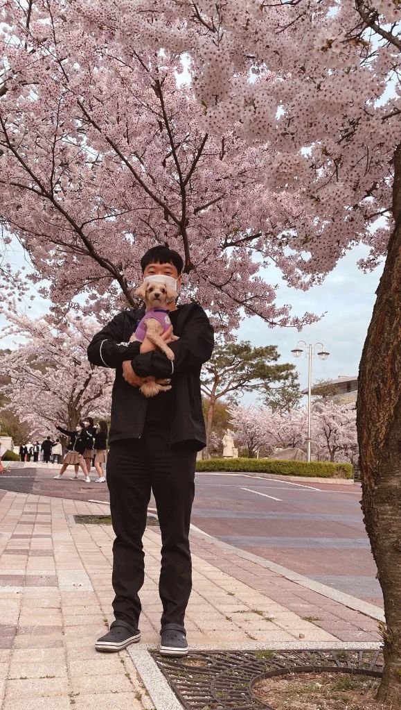 Traveler wearing a lightweight spring jacket under blooming cherry blossom trees in South Korea