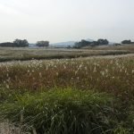 Silver grass field at Haneul Park in Seoul in autumn