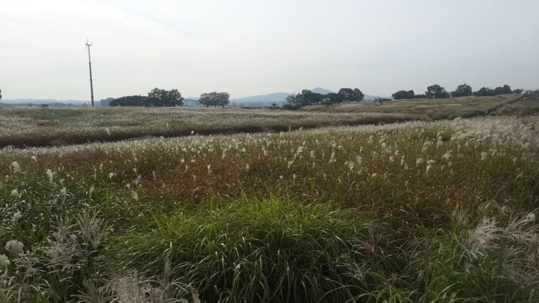 Silver grass field at Haneul Park in Seoul in autumn