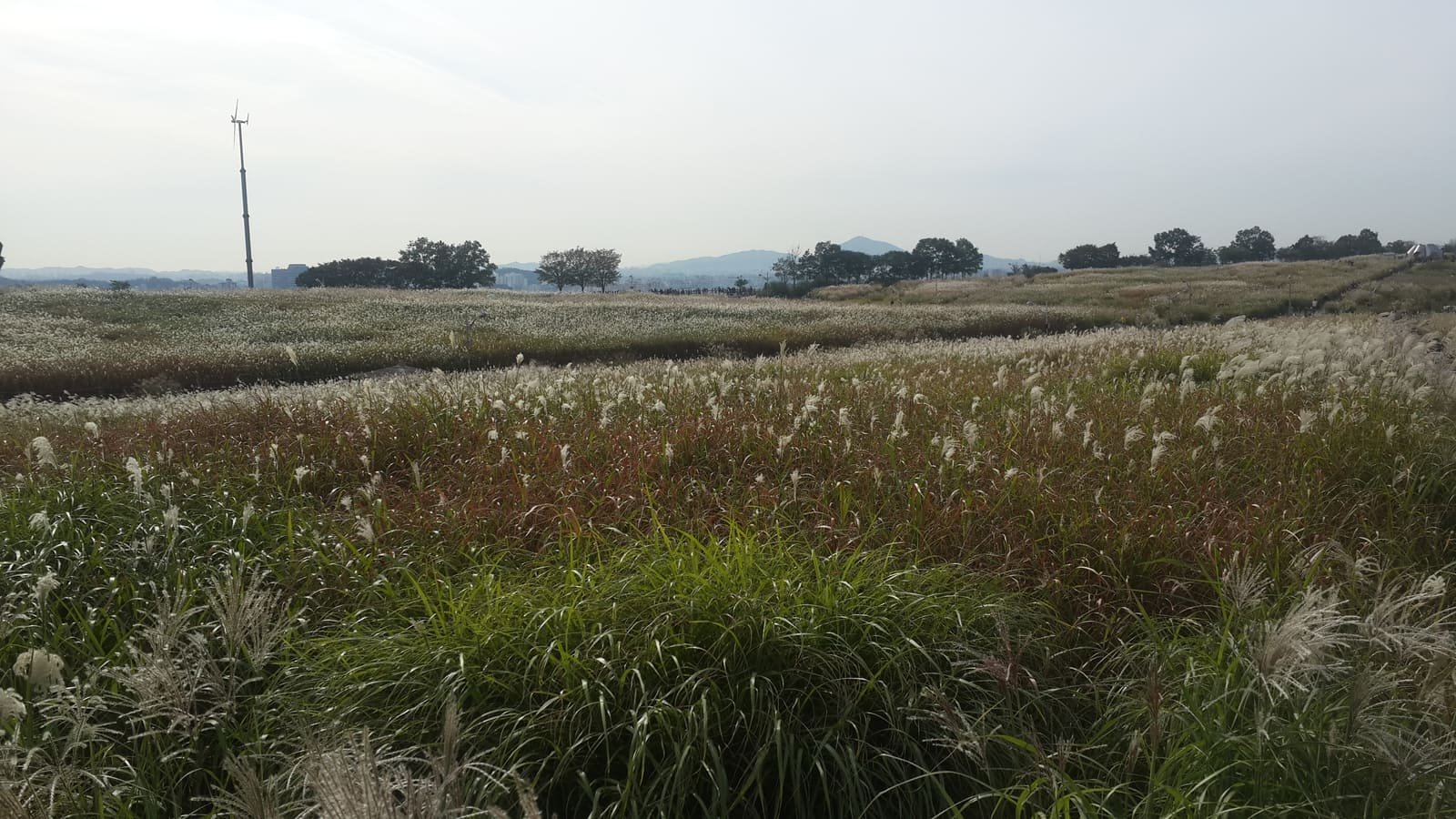 Silver grass field at Haneul Park in Seoul in autumn